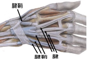 腱と腱鞘画像