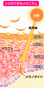 shimidekikata
