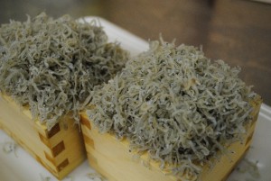 shirasu