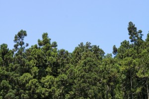 hinoki