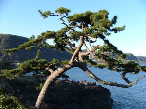matsu