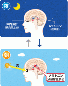 meratonin
