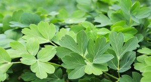 botanboufuu