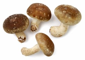 siitake