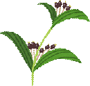doumyakukouka-tiryou-kanpouyaku
