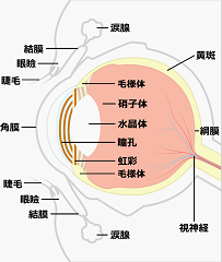 moumakuhakuri-genin