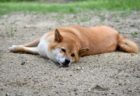 猫のトリコモナスの症状や原因と検査法【猫から人に感染？】