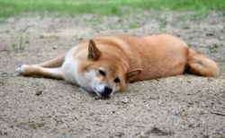 犬のトリコモナスの症状や原因と治療法【犬から人に感染する？】