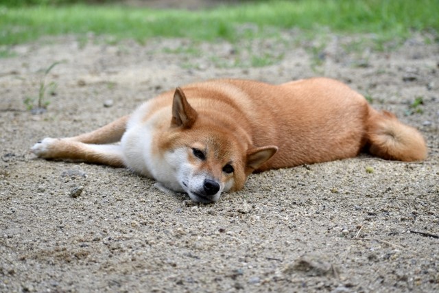 犬のトリコモナスの症状や原因と治療法【犬から人に感染する?】
