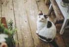 犬のトリコモナスの症状や原因と治療法【犬から人に感染する？】