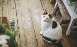 猫のトリコモナスの症状や原因と検査法【猫から人に感染？】