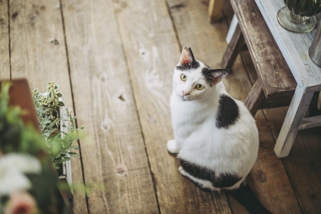 猫のトリコモナスの症状や原因と検査法【猫から人に感染?】